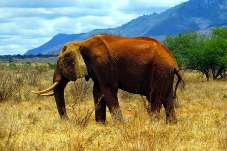 safari in kenya di quattro giorni amboseli