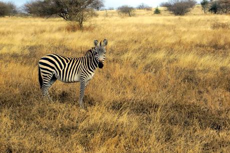 safari in kenya di quattro giorni tsavo ovest