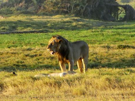 Safari in Kenya di quattro giorni: sulle tracce dei big five