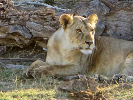 safari in kenya di quattro giorni amboseli