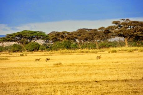 safari in kenya di quattro giorni amboseli