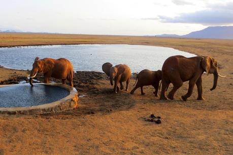 safari in kenya di quattro giorni amboseli