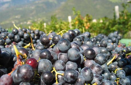 L’uva e la “cura dell’uva”, nei dintorni di Merano 