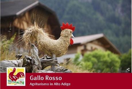 Gallo Rosso