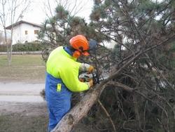 Un operatore che effettua la sramatura di un pino con una motosega da potatura