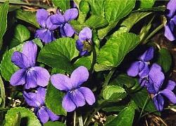 Viola fiorita