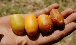 Pianta di palma da dattero.