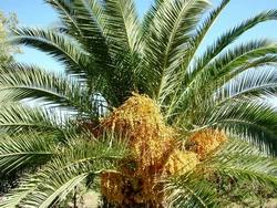 Esempio di datteri in fase di maturazione.