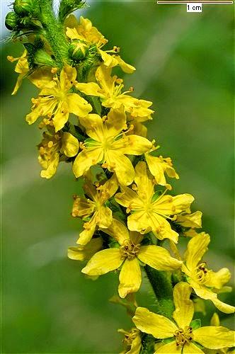 Agrimony, il fiore di Bach per gli ipersensibili