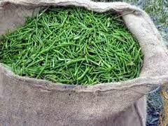 La Salicornia