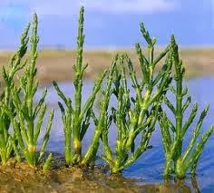 La Salicornia