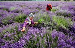 Raccolta della Lavanda