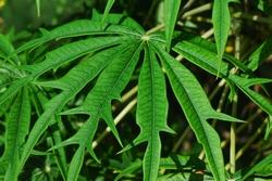 Dettaglio fogliame Jatropha.