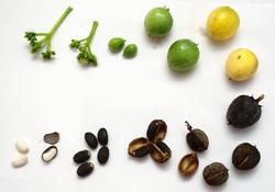 Frutti della Jatropha.