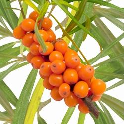 L'olivello spinoso bacche di olivello spinoso