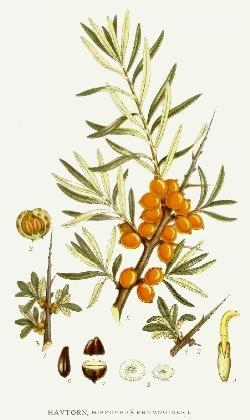 hippophae rhamnoides