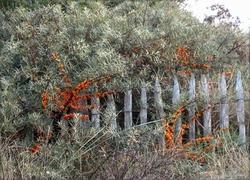 L'olivello spinoso l'olivello spinoso è un arbusto rustico