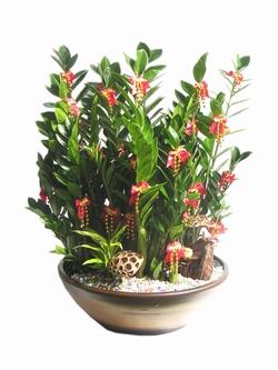 zamioculcas o pianta di padre Pio