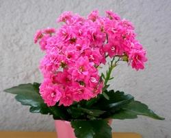Dettaglio fogliame Kalanchoe.