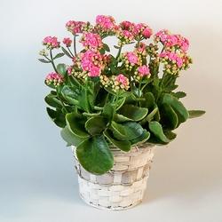 Esemplare di Kalanchoe.
