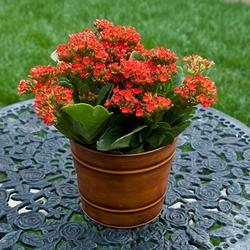 Esempio specie di Kalanchoe.