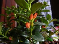 Nematanthus, rampicante sempreverde in appartamento