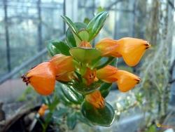 Nematanthus gregarius in appartamento