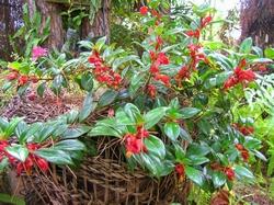 Nematanthus gregarius in cesto di vimini