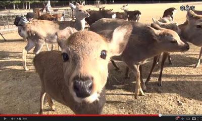 Raduno di cervi nel parco di Nara