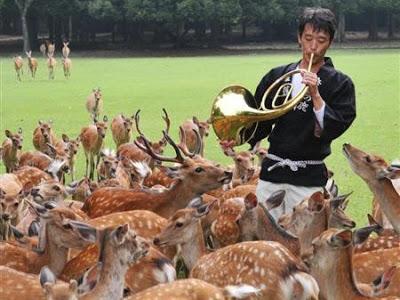 Raduno di cervi nel parco di Nara