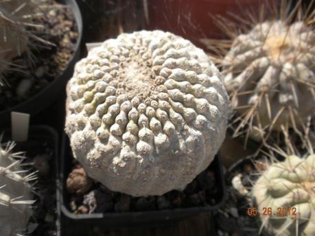 copiapoe, echinocactus etc