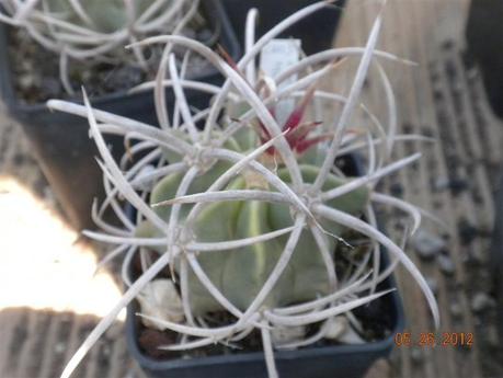 copiapoe, echinocactus etc