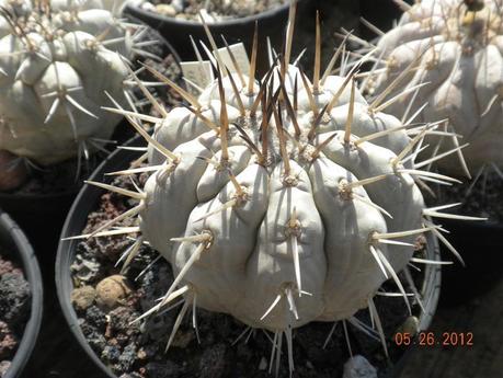 copiapoe, echinocactus etc