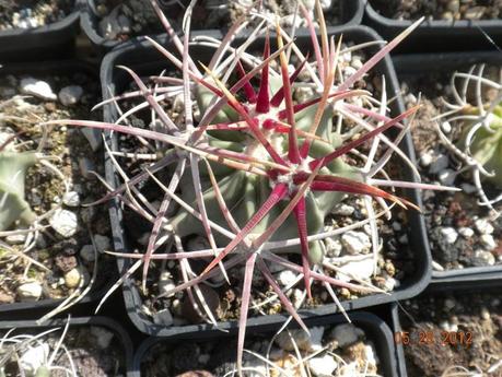 copiapoe, echinocactus etc