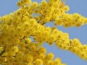 Profumo mimose