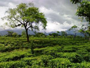 Darjeeling in sciopero