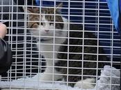 Foto giorno febbraio 2011 gatto assunto governo britannico sterminare ratti