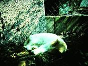 Febbraio: GIORNATA MONDIALE GATTO