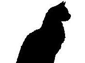 gatto