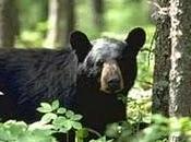 Orso nero: segreti dell'ibernazione