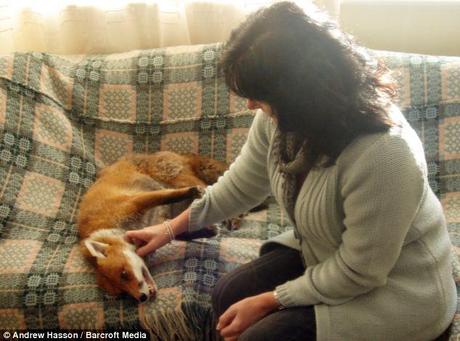 Fuss: Nola Edgington gives Miss Snooks a tickle under the chin. The fox has been reared by hand and 'is used to people'