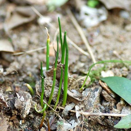 L’erba cipollina è ritornata / The chive is back