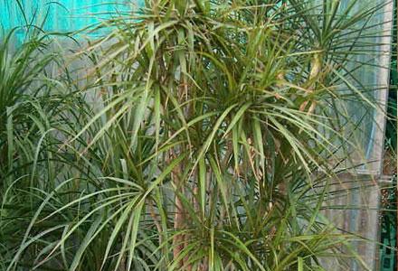 GARDEN DESIGN: DRACENA E TAPPEZZERIA TROMPE L'OEIL