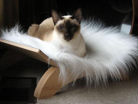 cat-bed