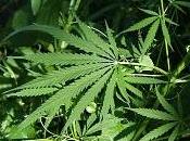 Marijuana Paraquat, bizzarro caso dell'erba contaminata