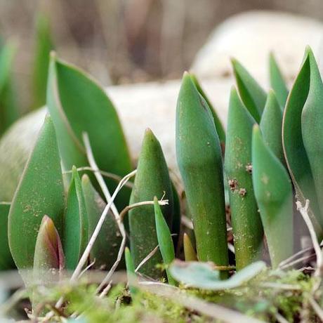 Spuntano i tulipani / Sprouting tulips