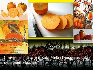 Conviene coltivare il Kaki Mela (Diospyros kaki) nel Salento leccese?