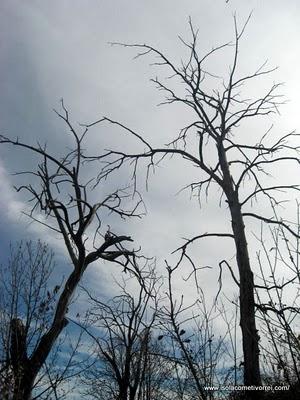 Indovinello. Girando nel bosco di Treixe...