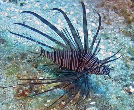 FOTO DEL GIORNO 20 FEBBRAIO 2011 : IL MARE DEI CARAIBI INVASA DAI PESCI SCORPIONE