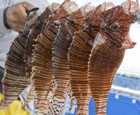 FOTO DEL GIORNO 20 FEBBRAIO 2011 : IL MARE DEI CARAIBI INVASA DAI PESCI SCORPIONE